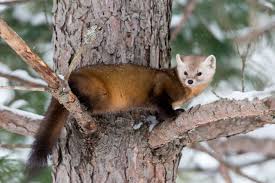 Maybe you would like to learn more about one of these? The Mighty Weasel Why Do Weasels Have A Bad Reputation Blog Nature Pbs