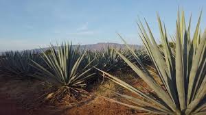 Collection of agave and cactus stock vector illustration. Tequila Agave Stock Video Footage 4k And Hd Video Clips Shutterstock