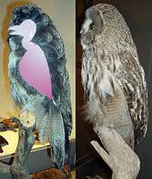 True Owl Wikipedia We do not allow blog hosting of images (blogspam a lot of western cultures see owls are evil. true owl wikipedia