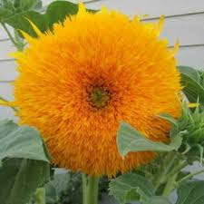 Hubungi sahid 08175404373, atau klik disini untuk detail. Benih Biji Sunflower Giant Sungold Bunga Matahari Shopee Indonesia