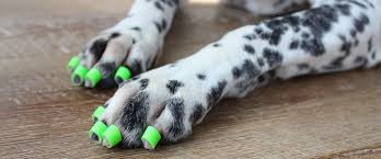 What Are Toegrips Dr Buzby S Toegrips For Dogs Dogs Your Dog Dog Boots
