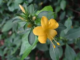Image result for Barleria ameliae