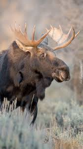 Close Encounters With Moose In Wyoming And Alaska Moose Animal Moose Hunting Moose Pictures
