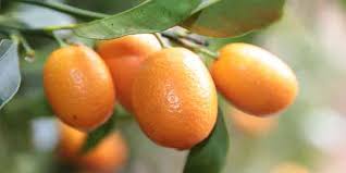When first faced with the fruit, many people wonder how can i peel it?. How Long Does Kumquat Last Pantry Tips