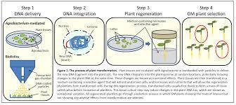 Genetic engineering can be accomplished using multiple techniques. Http Www Ogtr Gov Au Internet Ogtr Publishing Nsf Content Cd9d23d728475dbfca257df900093d07 File Risk 20assessment 20reference 20 20methods 20of 20plant 20genetic 20modification Pdf