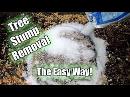 The process takes a few months, and allows the stump to die over time, similarly to the plastic wrap technique. Possibly The Easiest Way To Remove A Tree Stump Using Epsom Salt Part 1 Youtube