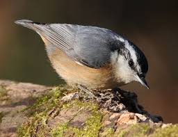 Large Brown Bird With White Stripes On Wings And Tail Red Breasted Nuthatch Nuthatch Nuthatch Bird Backyard Birds