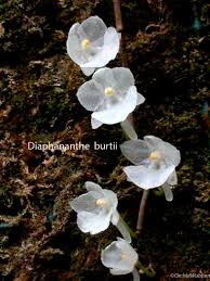 Image result for Rhipidoglossum