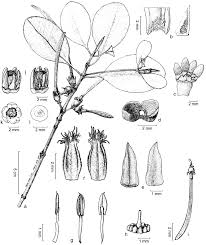 Image result for Ceriops