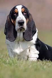 Image result for basset hound