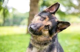 Almanca Kopek Isimleri Pooch Unuz Icin 250 En Buyuk Almanca Isimler Mukemmel Kopek Irklari One Cikan
