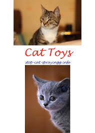 Cat Spraying Hair Colors Cat Spray Cat Pee Smell Cat Pee Smell Removal