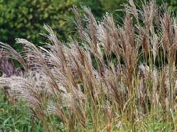Image result for Miscanthus sinensis
