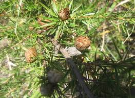 Image result for Cliffortia