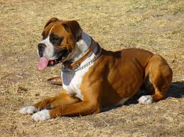 The easygoing and adaptable breed is great for new families and responds well to training. Perros Lindos Chicos Y Grandes Andres Stangalini Http Www Estudiostangalini Com Www Andresstangalini Boxer Dog Breed Boxer Dogs Dog Breeds Pictures