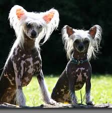 kakie populyarnye gladkosherstnye porody sobak sushestvuyut syl ru