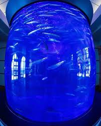 Birch Aquarium At Scripps Institution Of Oceanography La Jolla Ca Sardine Exhibit At Birch Aquarium At Scripps La Jolla Ca Namethatfish Birchaquarium Whatisit Blue Scienceisrad Lajol Birch Aquarium Aquarium Habitats