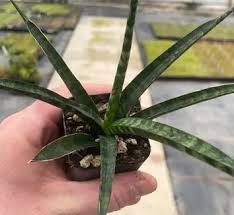 Image result for Sansevieria hallii
