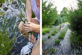 To help you plan your trip to warratina lavender farm, we've provided this handy weather forecast tool. A Glimpse Inside Life On A Lavender Farm New Jersey Monthly