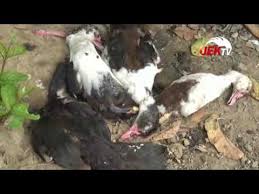 Meslekleri öğreniyorum premium serisi bebek oyun halısı %100 pamuk 150×150 cm bebek matı. Ratusan Bebek Dan Ayam Mati Mendadak Youtube