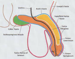 Image result for Chordee