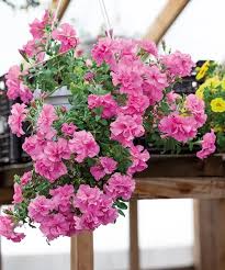 Image result for foto petúnie