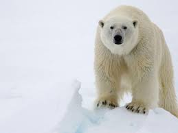 List Of 15 Wild Mountain Animals With Pictures Eisbar Bar Grizzlybar