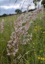 Image result for Eragrostis gummiflua