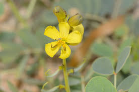 Image result for Senna italica