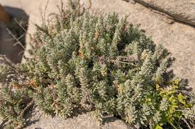 Image result for Chenolea