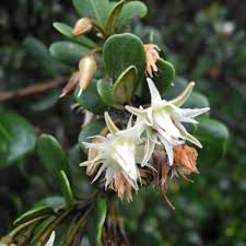 Image result for Mimusops afra