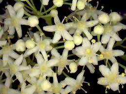 Image result for Gymnosporia tenuispina