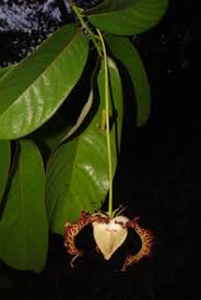 Image result for Staudtia kamerunensis