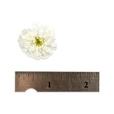 In order to ensure you receive the freshest product possible, we will make every attempt to deliver the specified product. Micro Mums Flowers Micro Chrysanthemums Marx Foods