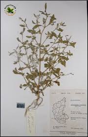 Image result for Nothosaerva