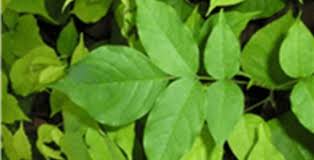 Image result for Pericopsis