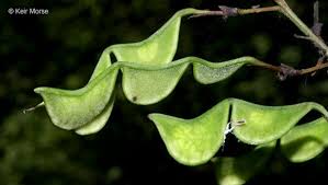 Image result for Hylodesmum