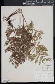 Image result for Ctenitis cirrhosa