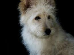 Scrappy came to us as a neglect. Felix S Web Page