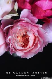 伊芙米欧拉 伊芙新娘 伊芙红宝石 繁华都市 四心 雅 薰衣草蕾丝 蓝色绒球 陌上花园艺论坛 powered by discuz romantic roses rose flowers