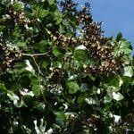 Image result for Julbernardia paniculata