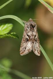 Image result for Autographa gamma