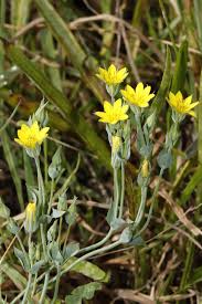 Image result for Congolanthus longidens