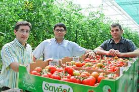 Accueil saveol from www.saveol.com visitez la ferme aux insectes : A Briec De L Odet Des Serres Chauffees Par L Usine D Incineration Terra