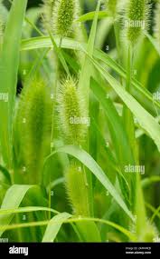 Image result for Setaria italica