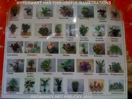 Useful Chart With Photos Names Of Common Plants Chinese