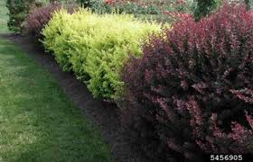 Image result for Barberry