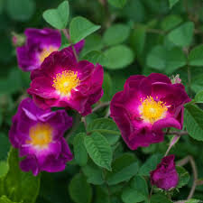 Lale gül adlı kullanıcının en iyi panoları. Farkli Kulturlerin Ve Dinlerin Sembolleri Olan Sus Bitkileri