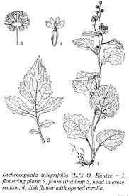 Image result for Dichrocephala