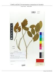 Image result for Canellaceae